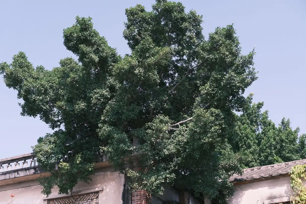 Street trees and green roofs installed in urban neighborhoods to reduce temperatures and provide shade